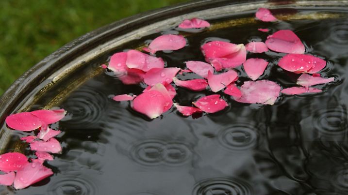 Rosenblätter liegen am Sonntag (27.05.2007) auf der Wasseroberfläche einer Regentonne in Düsseldorf. Pfingstmontag regnet es anhaltend und teils intensiv, örtlich auch schauerartig und gewittrig. Auch der Dienstag beginnt trüb und regnerisch. Die Temperaturen erreichen 12 bis 16 Grad. Foto: Horst Ossinger dpa/lnw +++(c) dpa - Bildfunk+++
