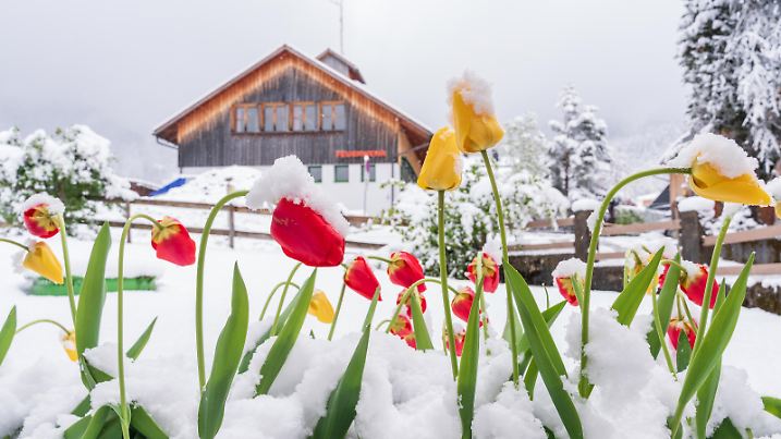 ABD0027_20190505 - DORNBIRN - ÖSTERREICH: ++ THEMENBILD ++ ZU APA0092 VOM 5.5.2019 - Eine prognostizierte Kaltfront hat in der Nacht auf Sonntag, 5. Mai 2019, Österreich erreicht und zum Teil bis in tiefe Lagen Schnee gebracht. Im Bild: Der Wintereinbruch in Dornbirn. - FOTO: APA/DIETMAR STIPLOVSEK - 20190505_PD1730 |