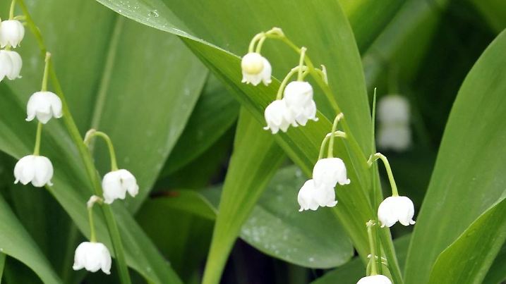 Lilies of the valley (Convallaria majalis). Foto: LEHTIKUVA / Pekka Sakki +++(c) dpa - Report+++null