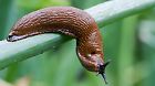 ARCHIV - Eine Spanische Wegschnecke (Arion lusitanicus), auch Nacktschnecke genannt, kriecht über Zwiebellauch in einem Garten in Frankfurt (Oder), aufgenommen am 05.07.2009.  Der triefnasse Sommer bringt eine Schneckenflut in Deutschlands Gärten mit sich. Foto: Patrick Pleul dpa/lno (zu dpa-Korr: "Invasion mit Schleimspur: Schnecken gedeihen bestens" vom 13.08.2011)  +++(c) dpa - Bildfunk+++
