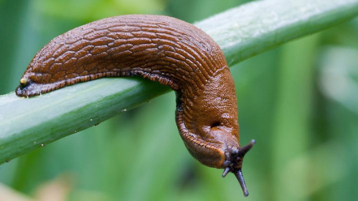 ARCHIV - Eine Spanische Wegschnecke (Arion lusitanicus), auch Nacktschnecke genannt, kriecht über Zwiebellauch in einem Garten in Frankfurt (Oder), aufgenommen am 05.07.2009.  Der triefnasse Sommer bringt eine Schneckenflut in Deutschlands Gärten mit sich. Foto: Patrick Pleul dpa/lno (zu dpa-Korr: "Invasion mit Schleimspur: Schnecken gedeihen bestens" vom 13.08.2011)  +++(c) dpa - Bildfunk+++