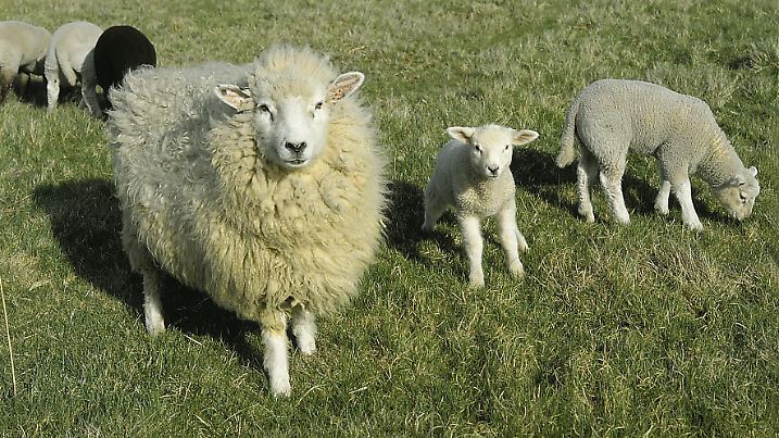 Eine Schaffamilie mit dickem Fell auf einer grünen Wiese.