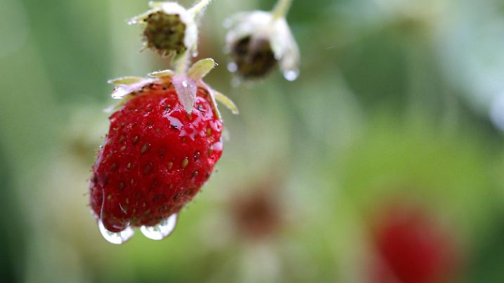 Eine reife Erdbeere trotzt am 28.06.2013 in Vluyn (Nordrhein-Westfalen) dem Dauerregen und den niedrigen Temperaturen. Wegen des kalten Sommers hat sich nicht nur die Ernte bei den Erdbeeren um Wochen verzögert. Foto: Roland Weihrauch/dpa +++(c) dpa - Bildfunk+++