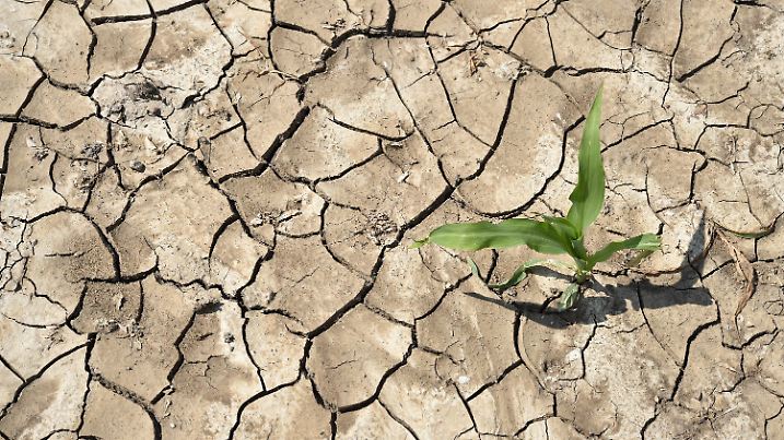 Aufgerissen und ausgetrocknet ist der Ackerboden eines Maisfeldes am 09.06.2014 in Sieversdorf im Landkreis Oder-Spree (Brandenburg). Die hohen Temperaturen und die starke Sonneneinstrahlung der vergangenen Tage hat viele Böden austrocknen lassen. Foto: Patrick Pleul/dpa +++(c) dpa - Bildfunk+++