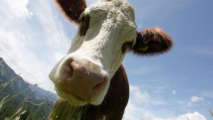 ARCHIV - Eine Milchkuh schaut direkt in die Kamera des Fotografen (Archivfoto vom 26.06.2007, aufgenommen in Spitzingssee). Die britische Regierung will zum Klimaschutz verstärkt gegen rülpsende Kühe und Schafe vorgehen. Wissenschaftler sollen mit Unterstützung des Staates herausfinden, mit welcher Ernährung die Tiere weniger klimaschädliches Methangas ausstoßen, berichteten britische Medien am Dienstag (10.07.2007). Forscher der Universität von Wales in Aberystwyth wollen den Tieren dabei unter anderem zuckerhaltigere Grassorten zum Fressen geben. Auch soll mehr Hornklee angepflanzt werden. Foto: Peter Kneffel (zu dpa 0448 vom 10.07.2007) +++(c) dpa - Bildfunk+++