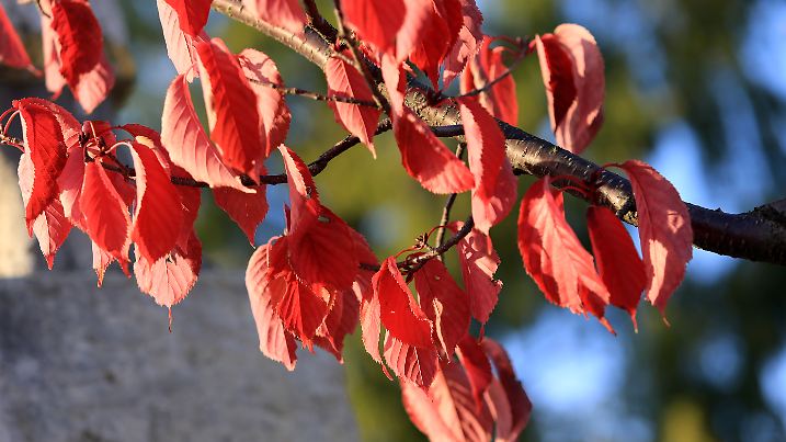 Rotes Laub an einem Baum an der Freizeitinsel Groov in Köln-Porz.