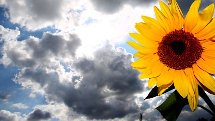 Ein Mix aus Sonne und Wolken zieht am 22.08.2014 über eine Sonnenblume in Klockenhagen (Mecklenburg-Vorpommern) hinweg. Hochsommerliches Wetter ist nach wie vor nicht in Sicht. Foto: Bernd Wüstneck/dpa +++(c) dpa - Bildfunk+++