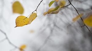 Die letzten herbstlich verfärbten Blätter hängen am 12.11.2014 in Berlin an einem Baum. Foto: Lukas Schulze/dpa +++(c) dpa - Bildfunk+++
