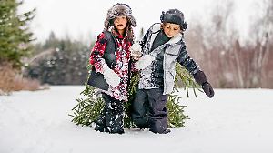 Multi-generational family go get his Christmas tree on the woodland of Papy. Sister and brother carrying the fir tree. They walking on the snow. The color and horizontal picture is taken in Quebec Canada.