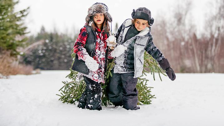 Multi-generational family go get his Christmas tree on the woodland of Papy. Sister and brother carrying the fir tree. They walking on the snow. The color and horizontal picture is taken in Quebec Canada.