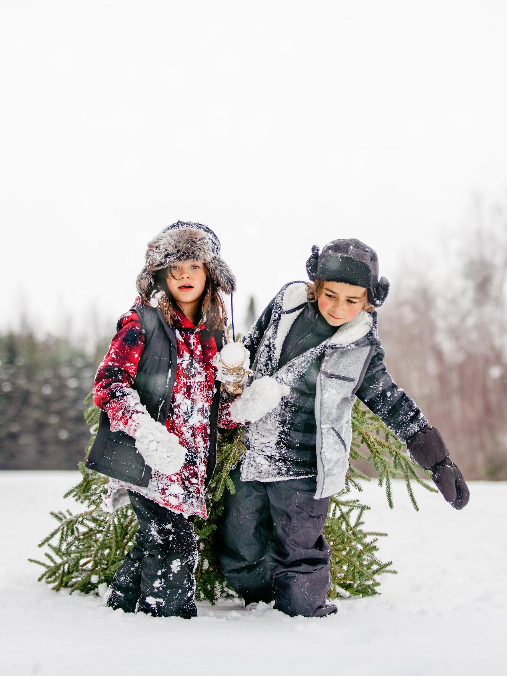Multi-generational family go get his Christmas tree on the woodland of Papy. Sister and brother carrying the fir tree. They walking on the snow. The color and horizontal picture is taken in Quebec Canada.