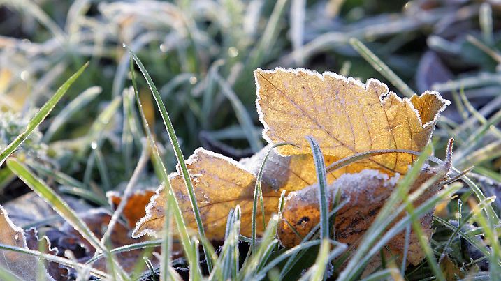 Ein mit Raureif überzogenes Blatt liegt in der Morgensonne am Donnerstag (13.11.2008) in Leipzig. Nach einem für die Jahreszeit zu warmem Wochenbeginn halten die für diese Jahreszeit üblichen Temperaturen Einzug. Foto: Jan Woitas dpa/lsn +++(c) dpa - Bildfunk+++