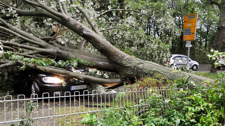 Ein umgestürzter Baum liegt am 28.07.2014 nach einem Unwetter in Münster (Nordrhein-Westfalen) auf einem Auto. Heftige Regenfälle waren am frühen Abend über der Stadt niedergegangen. Foto: Helmut P. Etzkorn/dpa (zu dpa/lnw "Unwetter in Münster" vom 28.07.2014, Autokennzeichen wurde unkenntlich gemacht) +++(c) dpa - Bildfunk+++