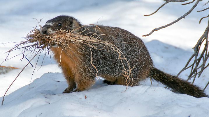 Marmot carrying grass to line its burrow for warmth and comfort. Desolation Wilderness, El Dorado County, California, USA.