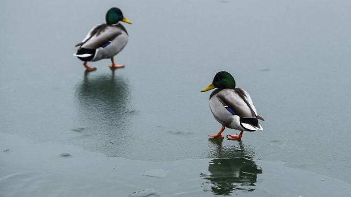 Zwei Enten stehen auf dem Eis auf dem teilweise zugefrorenem Habermannsee. Die ehemalige Kiesgrube liegt im Landschaftsschutzgebiet "Kaulsdorfer Seen".
