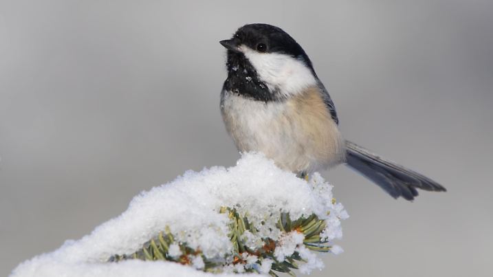 Black-capped Chickadee, Poecile atricapillus, perched on a snowy branch in Saskatoon, Saskatchewan