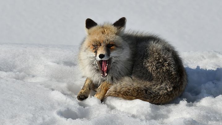 KARS, TURKEY - FEBRUARY 10: A fox, arrived in a field near highway from mountains to search food, is seen after snowfall in Kars, Turkey on February 10, 2021. Huseyin Demirci / Anadolu Agency