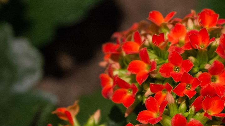 Flammendes Kaethchen (Kalanchoe blossfeldiana), aufgenommen am 20.01.2015 auf der Internationalen Gruenen Woche in Berlin. | Verwendung weltweit
