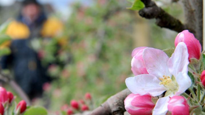 Eine der ersten Blüten der Apfelsorte "Breaburn" ist am 01.05.2015 auf einer Apfelplantage bei Neuenkirchen im Alten Land (Niedersachsen) aufgeblüht. Mit den zu erwartenden wärmeren Frühlingstagen in etwa 4-5 Tagen wird mit der Vollblüte bei vielen Apfelsorten gerechnet. Foto: Ingo Wagner/dpa +++(c) dpa - Bildfunk+++