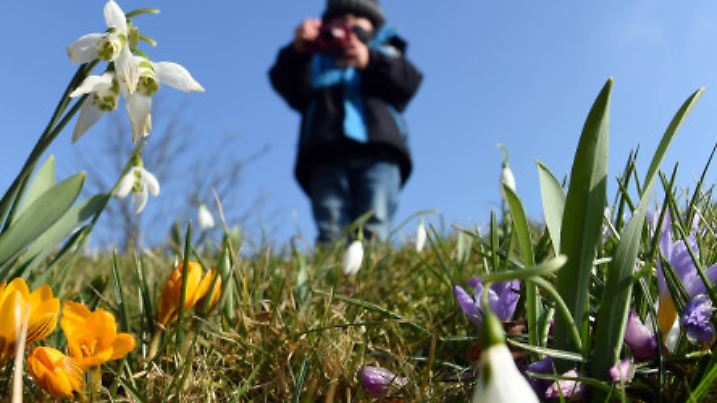 Im Botanischen Garten Karlsruhe (Baden-Württemberg) blühen am 12.02.2015 bei blauen Himmel und Sonnenschein Krokusse und Schneeglöckchen. Foto: Uli Deck/dpa +++(c) dpa - Bildfunk+++