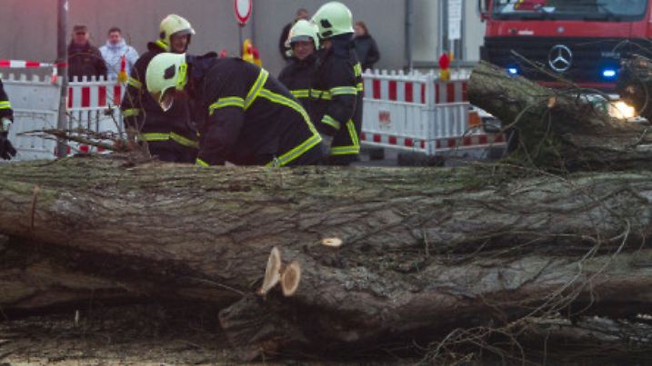 Feuerwehrleute zersägen 10.01.2015 in Stralsund (Mecklenburg-Vorpommern) einen Baum, der auf eine Straße gestürzt ist. Mit dem Orkan "Felix" trifft bereits der zweite Sturm in zwei Tagen auf Norddeutschland. Foto: Stefan Sauer/dpa +++(c) dpa - Bildfunk+++