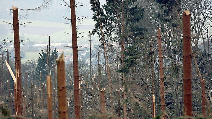 WDR Fernsehen: "... und dann kam Kyrill - Nach dem Sturm ist alles anders", am Freitag (18.01.08) um 20.15 Uhr. Vor genau einem Jahr, am 18. Januar 2007, fegt der Orkan Kyrill in ganz Deutschland komplette Wälder weg. Mehr als 25 Millionen Bäume fallen allein in Nordrhein-Westfalen. Der Film zeigt, wie sich das Leben der Menschen von einem auf den anderen Tag vollständig verändert hat. Riesige Mengen Sturmholz müssen verarbeitet, der zerstörte Wald aufgeräumt und aufgeforstet werden. © WDR/dpa/Oliver Berg, honorarfrei im engen inhaltlichen, redaktionellen Zusammenhang mit genannter WDR-Sendung bei Nennung "Bild: WDR/dpa/Berg". WDR-Pressestelle, Tel. 0221 220-4405 oder -2408, Fax -8471 mail fotoredaktion@wdr.de - Mehr Motive unter ard-foto.de . +++ +++