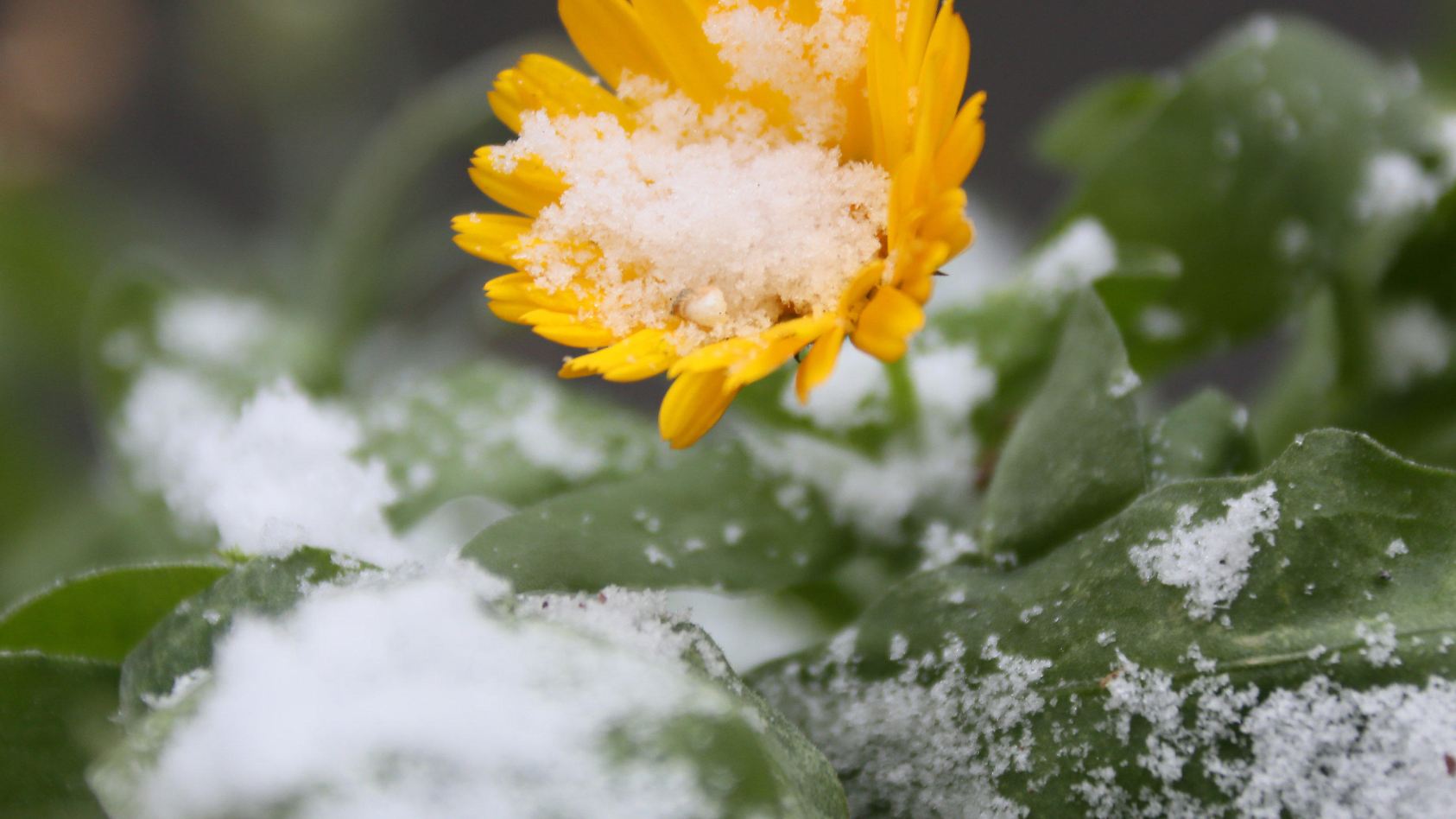 Die Eisheiligen Was ist das und wann finden diese Gedenktage statt