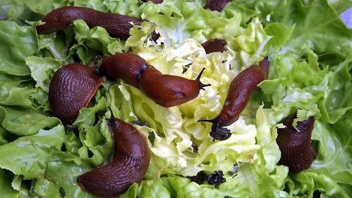 Rotbraune Nacktschnecken sitzen am 8.8.2002 in einem Garten in Leipzig auf einen von ihnen fast abgefressenen Kopfsalat. Die schleimigen Allesfresser sind in den letzten drei Jahren, auch auf Grund von feuchter und warmer Witterung, zu einer großen Plage für die Gartenbesitzer geworden. Die Nacktschnecken, die vor allem Gemüse und Zierpflanzen fressen, wurden in den 80-er Jahren wahrscheinlich von der Iberischen Halbinsel nach Deutschland eingeschleppt und haben sich seitdem stark vermehrt. Bis zu 500 Eiern legt eine Schnecke nach der Paarungszeit im August.
