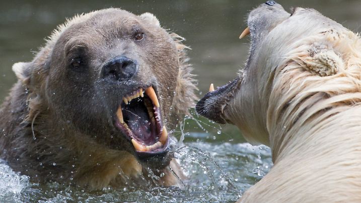 Die Mischbären (Hybridbären) Tips (hell) und ihr Bruder Taps stehen sich am 11.06.2015 im Zoo in Osnabrück (Niedersachsen) mit weit geöffnetem Maul gegenüber. Bei den Hybridbären (auch Cappuccino-Bären) handelt es sich um eine Mischung aus Eisbär und Braunbär - ein Produkt der gemeinsamen Haltung verschiedener Bärenarten in einem Gehege vor mehr als zehn Jahren. Foto: Friso Gentsch/dpa (zu lni "Cappuccino-Bären als Folge des Klimawandels" vom 15.06.2015) +++(c) dpa - Bildfunk+++