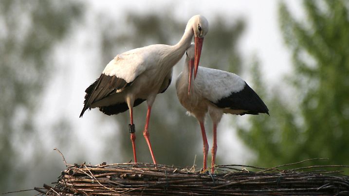 Der mit einem Sender ausgestattete Storch «Albert von Lotto» (l) kuschelt am Mittwoch (28.04.2010) schon kurz nach seiner Landung auf dem Storchenhof Loburg (Jerichower Land) mit einer neuen noch namenlosen Freundin. «Albert von Lotto» hatte im Vorjahr mit seiner Partnerin «Eva» fünf Jungtiere großgezogen. Seinen Namen verdankt er dem Sponsor des Forschungssenders, der Lotto-Toto GmbH Sachsen-Anhalt. Seinen 10.000 Kilometer langen Heimflug hat er am 13. Februar in Südafrika begonnen. Außer Albert landeten am Mittwoch noch drei weitere Störche in Loburg. Foto: Michael Kaatz dpa/lah (zu lah 4098 vom 29.04.2010)  +++(c) dpa - Bildfunk+++