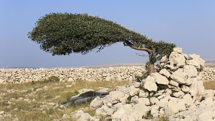 Von Wind geformter Baum, Insel Pag, Dalmatien, Adria, Kroatien, Europa | Verwendung weltweit, Keine Weitergabe an Wiederverkäufer.