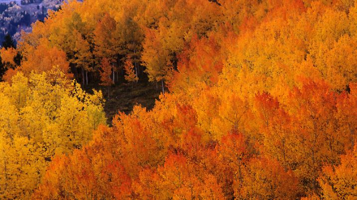 Herbst in Aspen - San Juan Mountains | Verwendung weltweit