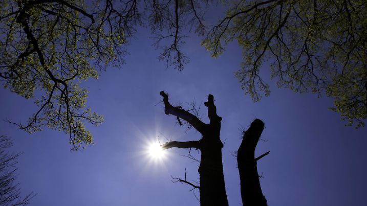 Eiche (Quercus spec.), Blick durch Baumkronen hindurch zur im Zenit stehenden Sonne | oak (Quercus spec.), view through tree tops at the sun at the zenith, D Entrecasteau Nationalpark, Vogtland, Talsperre Pöhl | Verwendung weltweit