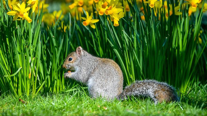 27.02.2019, Großbritannien, Bath: Ein Eichhörnchen sucht im Royal Victoria Park zwischen blühenden Narzissen nach Futter.  Großbritannien konnte in dieser Woche außergewöhnlich warme Wintertage im Februar verzeichnen. Foto: Ben Birchall/PA Wire/dpa +++ dpa-Bildfunk +++