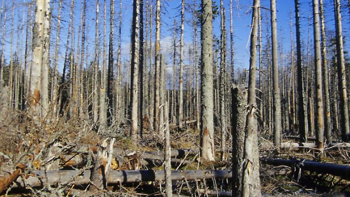 Waldsterben, Deutschland, Bayern | dieback, Germany, Bavaria | Verwendung weltweit