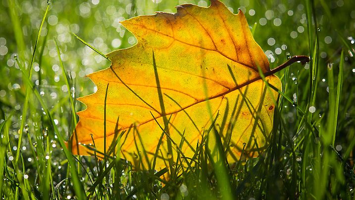 Ein herbstlich gefärbtes Blatt einer Platane leuchtet am 24.09.2015 im Gegenlicht in einer vom Tau nassen Wiese in einem Garten in Sieversdorf (Brandenburg). Foto: Patrick Pleul/dpa +++(c) dpa - Bildfunk+++