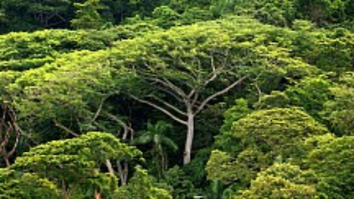 ARCHIV - Dichter Atlantischer Regenwald, aufgenommen auf der Ilha do Cardoso im Bundesstaat Sao Paulo (Archivfoto vom 05.01.2006). Mit guten Nachrichten wird Brasilien bei der UN-Konferenz über die biologische Vielfalt vom 19. bis 30. Mai in Bonn nicht unbedingt glänzen: Der Amazonas-Regenwald, die grüne Lunge der Erde, stirbt weiter im Hochgeschwindigkeitstempo. Foto: Ralf Hirschberger dpa/lnw (zu dpa-Themenpaket UN-Naturschutzkonferenz Korr.: "Dank Nahrungskrise vernichten Soja und Vieh den Urwald noch schneller" vom 16.05.2008) +++(c) dpa - Bildfunk+++