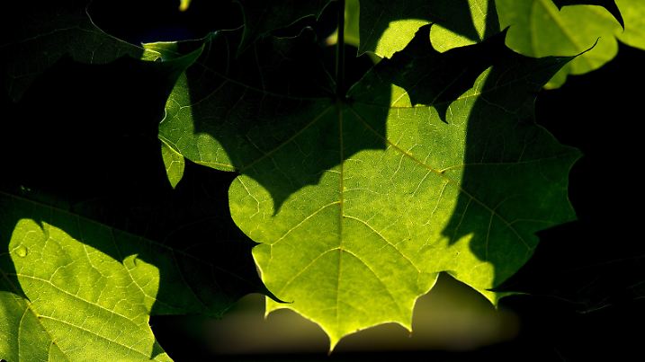 Licht und Schatten zeichnen sich am Freitag (16.07.2010) an satt grünen Spitzahorn-Blättern in Dresden ab. Die Aufgabe von Blättern ist die Photosynthese, mit der der Austausch von Sauerstoff und Kohlendioxid mit der Umgebungsluft einhergeht, und die Transpiration, also die Abgabe von Wasser an die Atmosphäre. Foto: Arno Burgi/lsn  +++(c) ZB-FUNKREGIO OST - Honorarfrei nur für Bezieher des ZB-Regiodienstes+++ | Verwendung weltweit