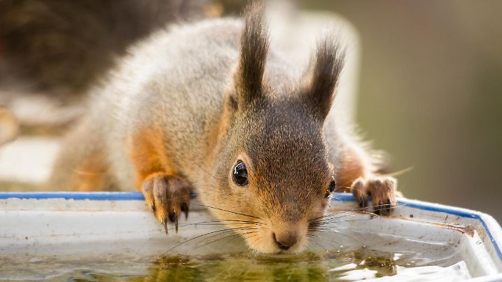 Ein Eichhörnchen trinkt an einer Tränke. Die anhaltende Trockenheit und Hitze macht Wildtieren zu schaffen, weshalb Naturschutzorganisationen dazu aufrufen, künstliche Trinkstellen einzurichten.