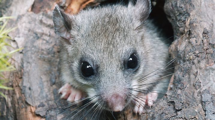 Edible Dormouse / (Glis glis) / Siebenschlaefer schaut aus Hoehle / Siebenschläfer | Verwendung weltweit