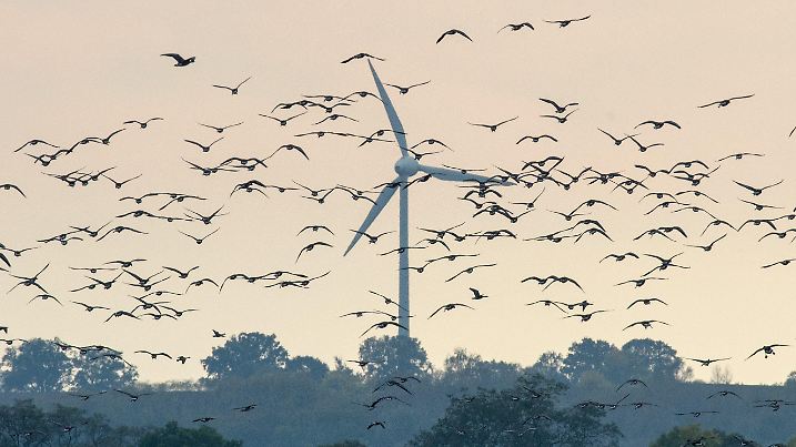 ARCHIV - 14.10.2014, Brandenburg, Sachsendorf: Wildgänse fliegen am Himmel über dem Oderbruch, während sich im Hintergrund ein Windrad dreht. Das Bundesamt für Naturschutz (BfN) stellt seinen «Erneuerbare Energien Report» vor, der sich mit der Frage befasst, wie der Ausbau Erneuerbarer Energien so gelingen kann, dass Natur- und Klimaschutz weitestgehend in Einklang gebracht werden. Foto: Patrick Pleul/dpa-Zentralbild/dpa +++ dpa-Bildfunk +++