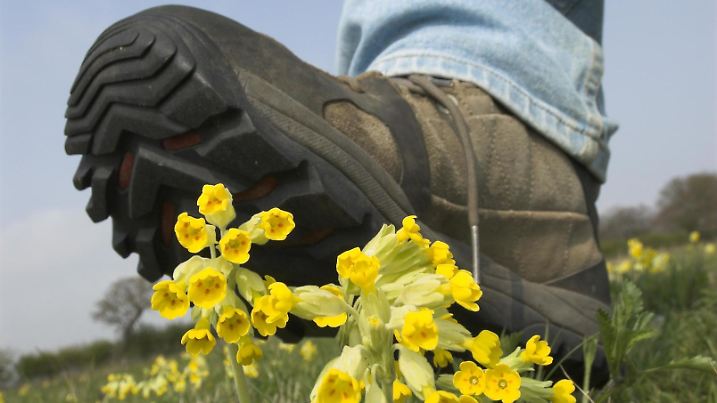 Schlüsselblume (Primula veris), Blüten, in Gefahr durch vorbeigehenden Fußgänger auf Weide, Norfolk, England, Großbritannien, Europa | Verwendung weltweit, Keine Weitergabe an Wiederverkäufer.