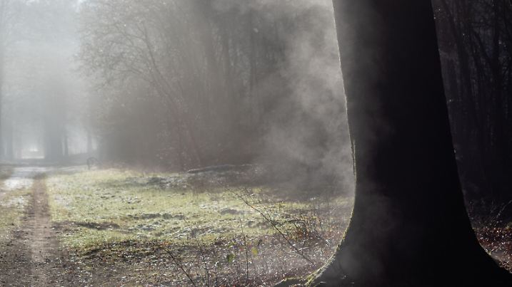 February 3, 2019 - Soest, Utrecht, Netherlands - A view of evaporation on a tree during a very cold morning. During the first weekend of February, the temperatures barely were above zero degrees Centigrade in The Netherlands |