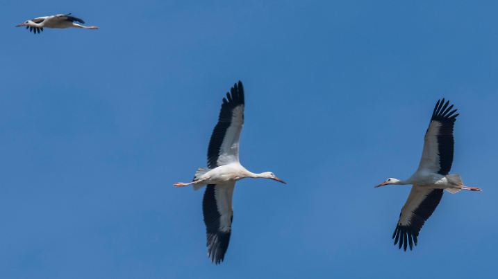 31.07.2018, Hessen, Biebesheim: Drei Weißstörche nutzen die durch die Hitze entstandene Thermik, um sich nahezu ohne einen eigenen Flügelschlag in die Höhe tragen zu lassen. Schon bald werden die Vögel von Hessen in südliche Länder ziehen, bevor sie im kommenden Jahr zu ihren Nestern zurückkehren. Foto: Boris Roessler/dpa | Verwendung weltweit
