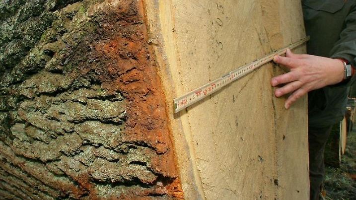 Baumringdaten können Hinweise auf das Klima vergangener Epochen geben. Foto: Patrick Pleul
