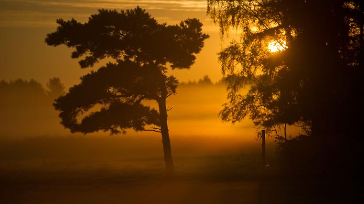 ARCHIV - 29.08.2014, Mecklenburg-Vorpommern, Wolgast: Die aufgehende Sonne scheint auf der Insel Usedom  im Frühnebel durch eine Baumgruppe.  Landwirtschaftsminister Backhaus stellt am 21.03.2019 den aktuellen Waldzustandsbericht vor. Foto: Stefan Sauer/ZB/dpa +++ dpa-Bildfunk +++