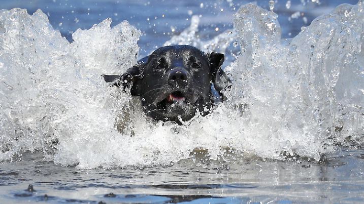 25.06.2020, Großbritannien, London: Der schwarze Labrador Zed springt in einen Teich im Clapham Common Park, so dass das Wasser in alle Richtungen spritzt. Die Temperaturen sollen in den nächsten Tagen noch weiter ansteigen. Foto: Jonathan Brady/PA Wire/dpa +++ dpa-Bildfunk +++
