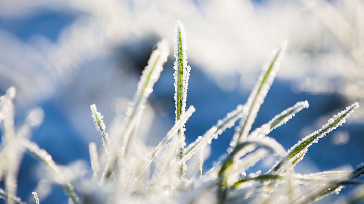 Frost liegt am 18.01.2016 in Bochum (Nordrhein-Westfalen) auf Grashalmen. Foto: Marcel Kusch/dpa +++(c) dpa - Bildfunk+++