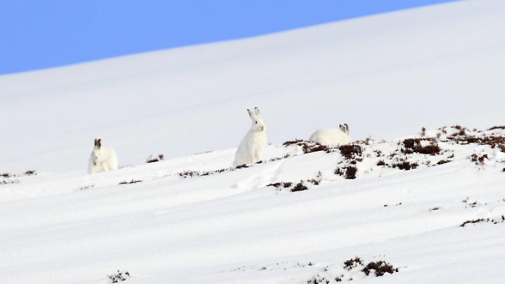 3, Alps, alpine, adapt, adjust, fauna, mountain, mountains, Cairngorms, ice, fauna, fur, cliff, mountains, hare, rabbit, highlands, skies, heavens, cold, living space, Lepus timidus, Mountain Hare, national park, park, ears, snow, Scotland, Great Britain, Snowshoe Hare, stone, mammal, camouflage, animal, wilderness, winter, vertebrate, vertebrate fauna, weather, alpine, conform, arctic, blue, sky, three, icy, adult, European, frosty, icy, in disguise, gruffly, cold, scanty, several, sit, stand, white, wild | Verwendung weltweit