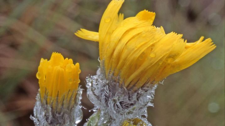 AUT, 2006: Zottiges Habichtskraut (Hieracium villosum), bluehend. Das dichte Haarkleid schafft einen unbewegten Luftmantel, der die Verdunstung herabsetzt, eine Anpassung an die Trockenheit seines Standorts. [en] Shaggy Hawkweed (Hieracium villosum), flowering. | AUT, 2006: Shaggy Hawkweed (Hieracium villosum), flowering. |